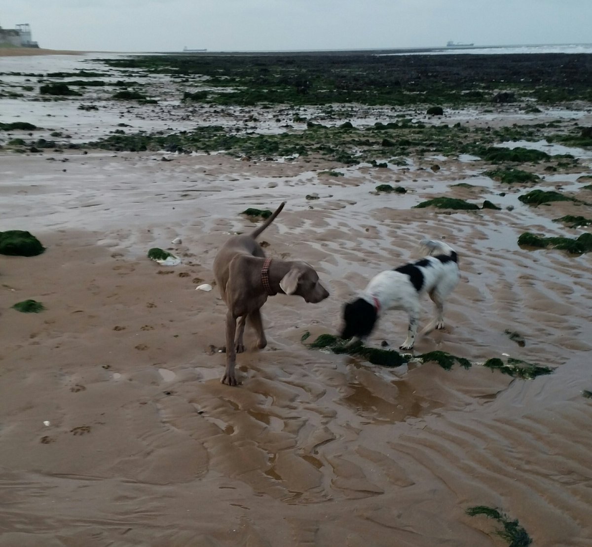 Kent Dog Behaviour Training (thedogtrainers) Twitter