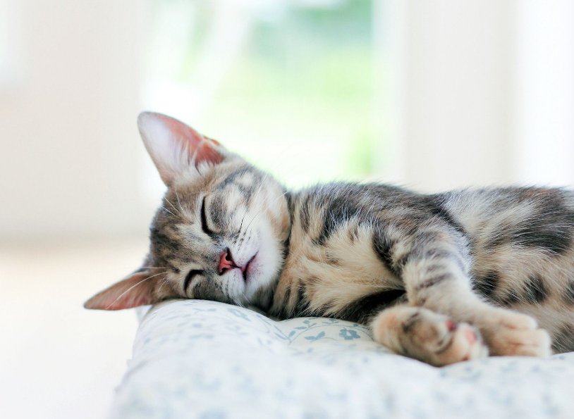 Two thirds of a cat's life are spent asleep...anyone else wish they were a cat? #funfactfriday