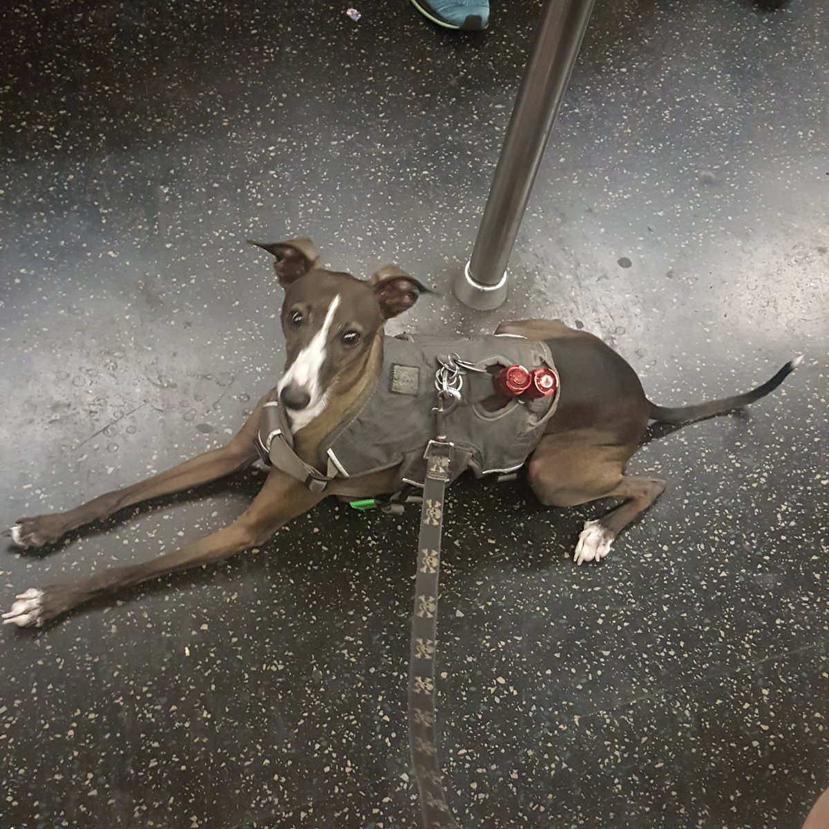 centralparkwalk's tweet image. Our fearless recon scout rests on the subway to @CentralParkNYC 
@CentralPark_NYC #beastman #coco #CentralParkwalk