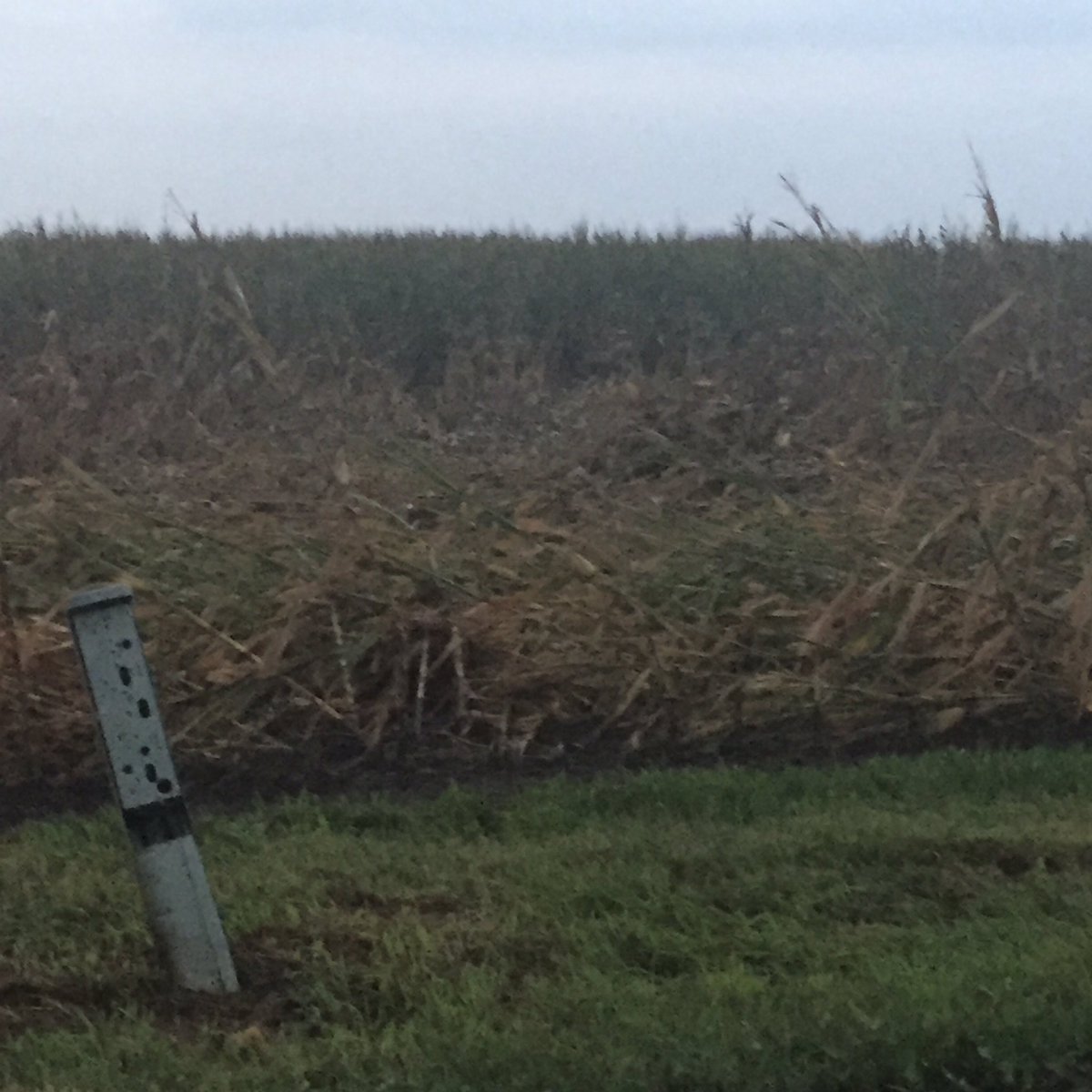 EQBurris's tweet photo. Husbands crops hit. SE ofSidney. @WCIA3Derick can see path through crops https://t.co/UWRCCh2XVH