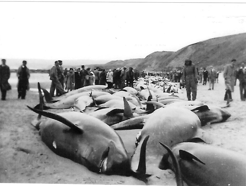 eastlothianlife's tweet photo. Read the intriguing story of the 147 whales stranded at Thorntonloch Beach near #Dunbar in May 1950 #Issue97 https://t.co/eyf977WLG8