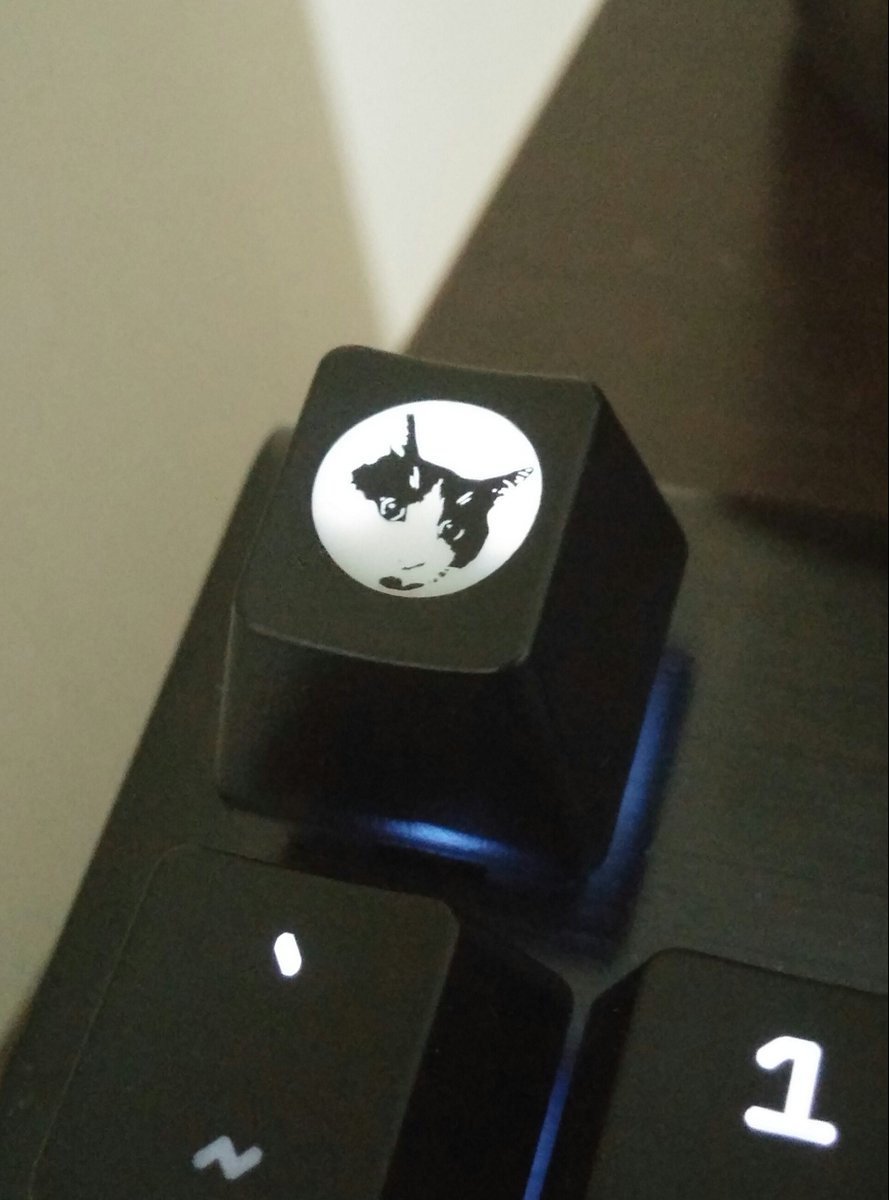 mynameischris's tweet photo. Kitty-cap. https://t.co/49ZOgGFVt4