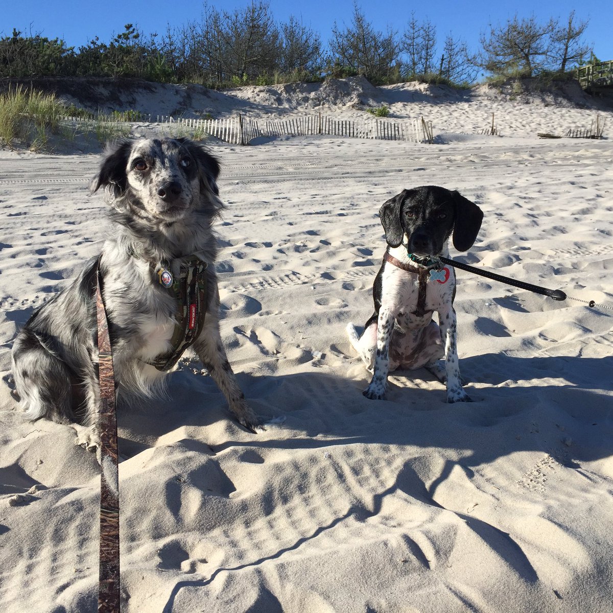 bkerman2's tweet image. When your dog has a better love life than you do