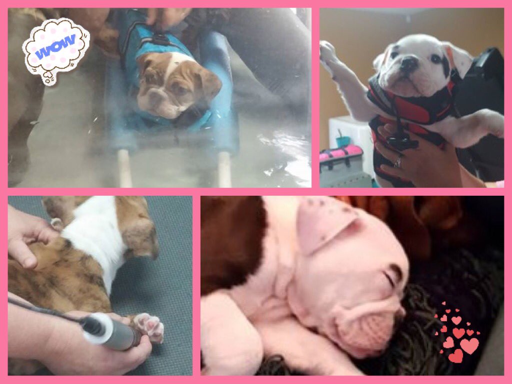 CLHRescue's tweet photo. The puppies are rocking and rolling. Today they had water and laser therapies. Now they're worn out! Amazing, no? https://t.co/bT8A7SgRwq