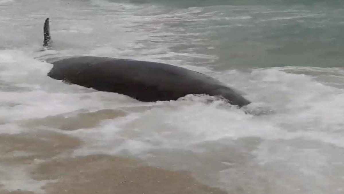 Beached #whale dies on Hollywood beach bit.ly/2chx1T2?utm_me… https://t.co/A6pmJzYPft