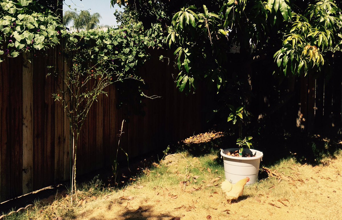 Thechickencoop Hashtag On Twitter