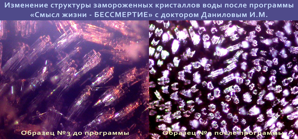 view chronic viral and inflammatory cardiomyopathy ernst schering research foundation