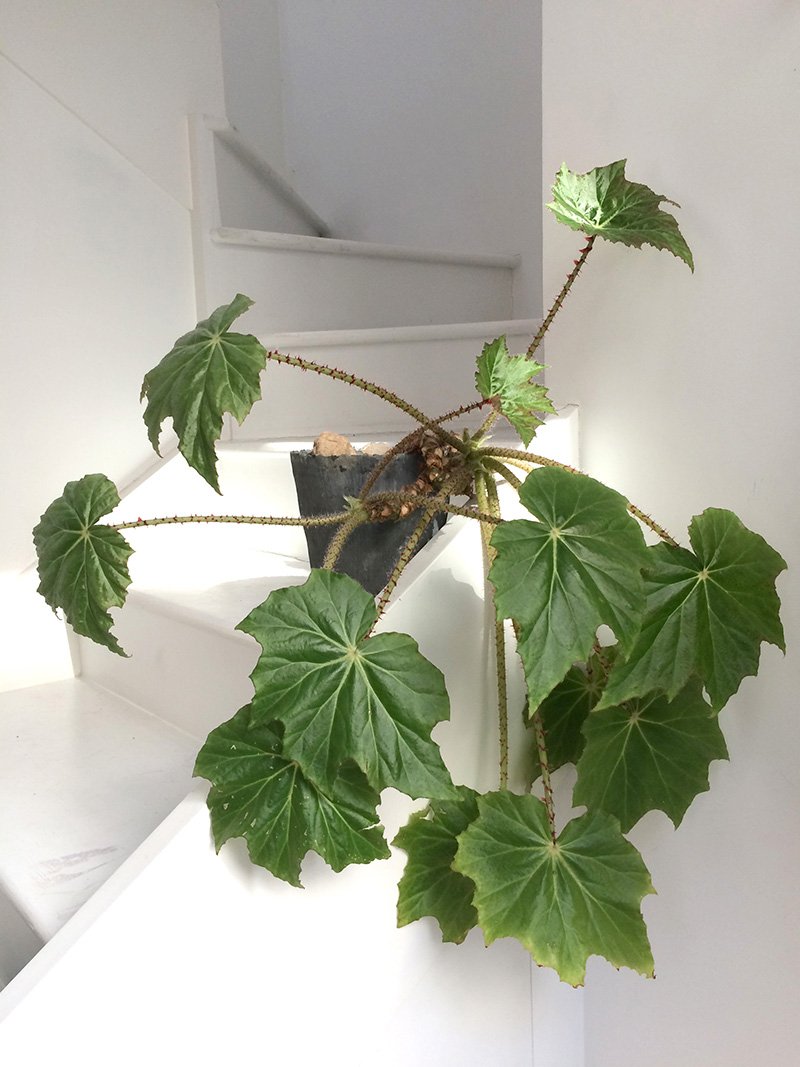 For the Love of Plants: @PeteOyler in conversation with Crystal Ellis of <a href="/EggCollective/">Egg Collective</a> 

areaware.co/Plant_Love