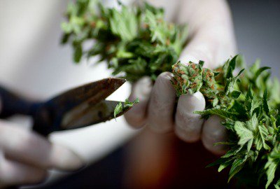 MundoMax8's tweet image. Pronostican victoria en el referendo a favor de legalizar la marihuana medicinal en Florida bit.ly/2cx6anW