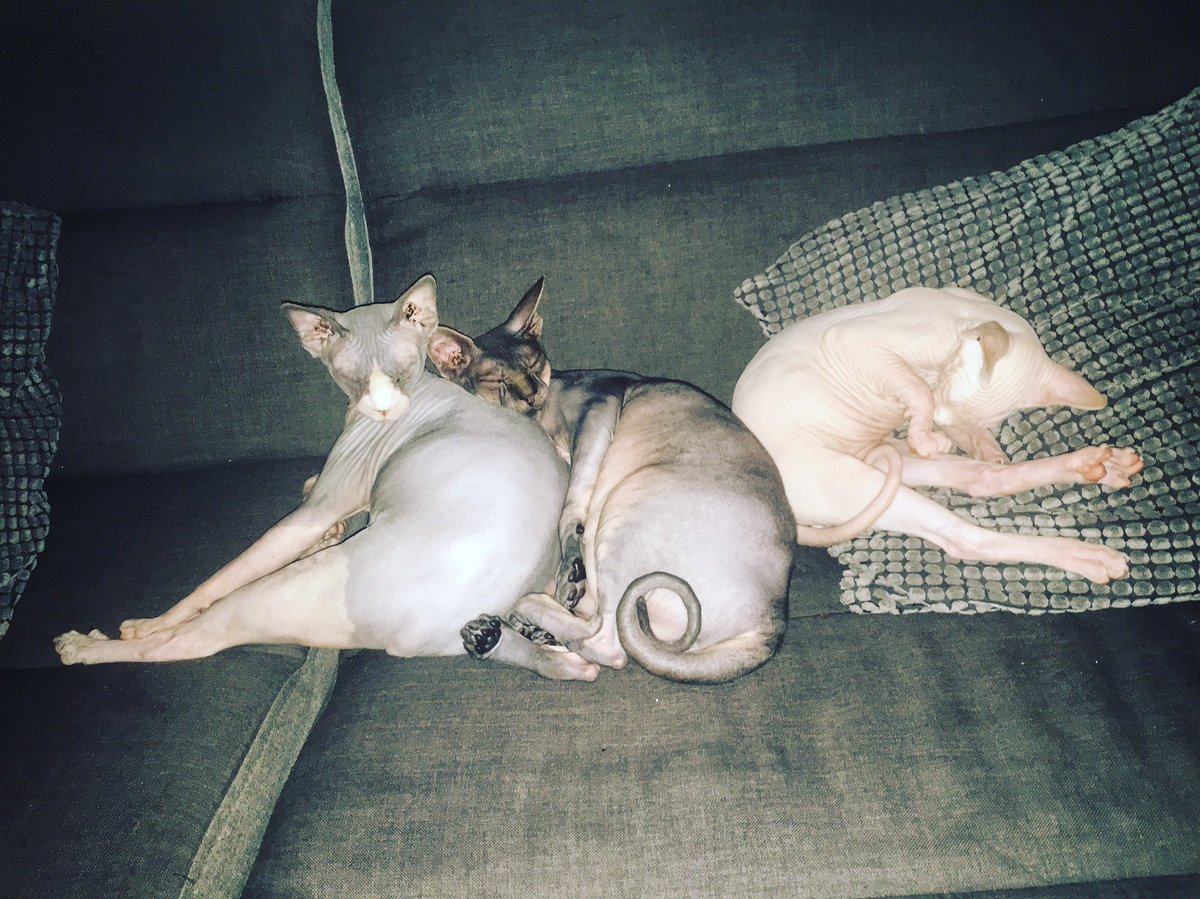 VictoriaMetzker's tweet photo. 🐱💤 https://t.co/vbBRD5QI5g