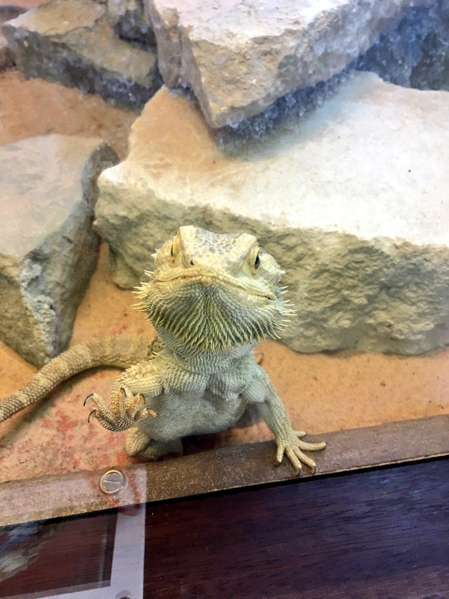 I shared a moment with a bearded dragon at the Battersea zoo. This is that moment.