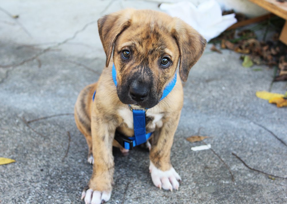 coldapachetech's tweet image. Some photography we did recently.

#puppies #dogs #photography

Coldapache.com