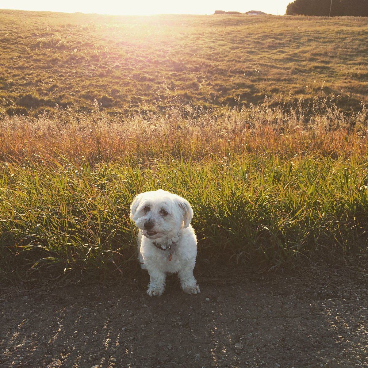 michelle webb tweet media