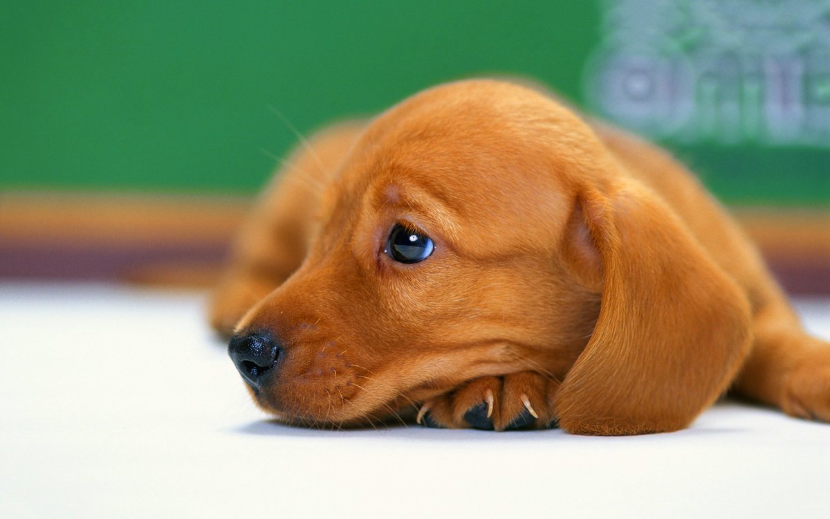 Chilli345's tweet photo. @DachshundAu @CathWolters1 How can anyone dislike doxies??! https://t.co/92q0q8bOCZ