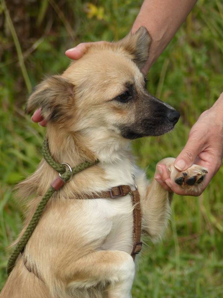 Suffolk Animal Rescue Dogs Store, SAVE 53%. Suffolk Animal Rescue Dogs Store, SAVE 53%.