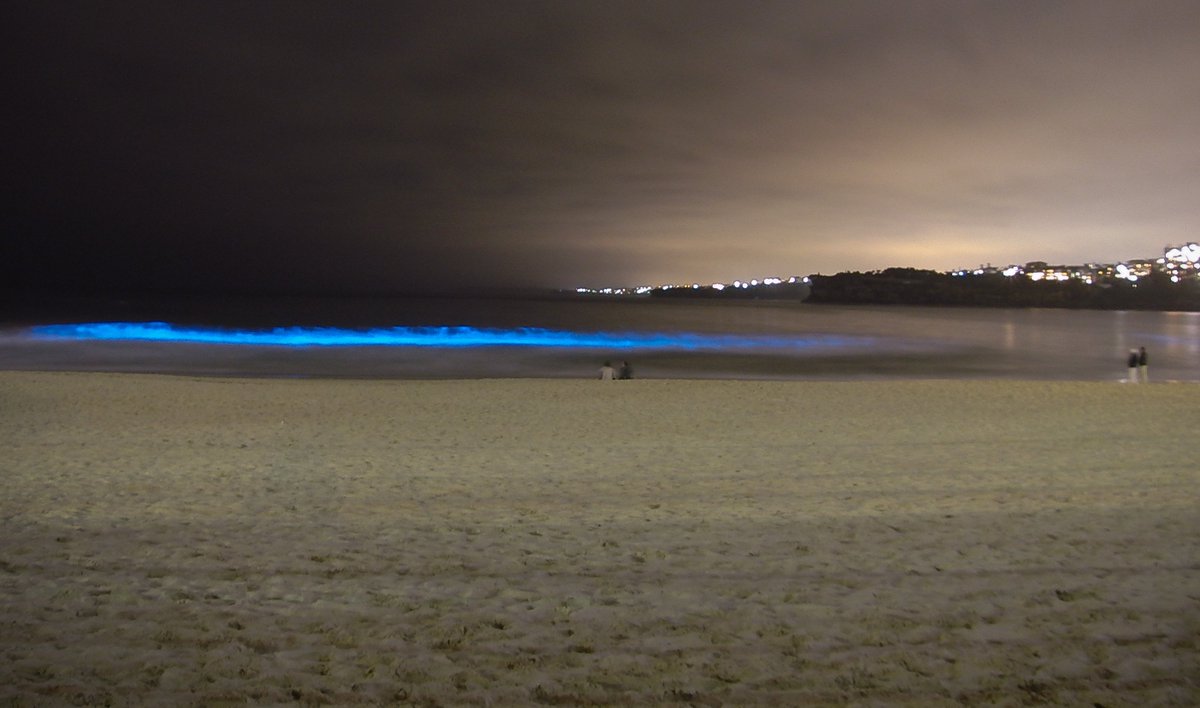 BondiFins's tweet photo. phosphorescent plankton glowing in the breaking waves at Bondi #bondibeach #beachlife #surfing https://t.co/TcXFX3JdTR