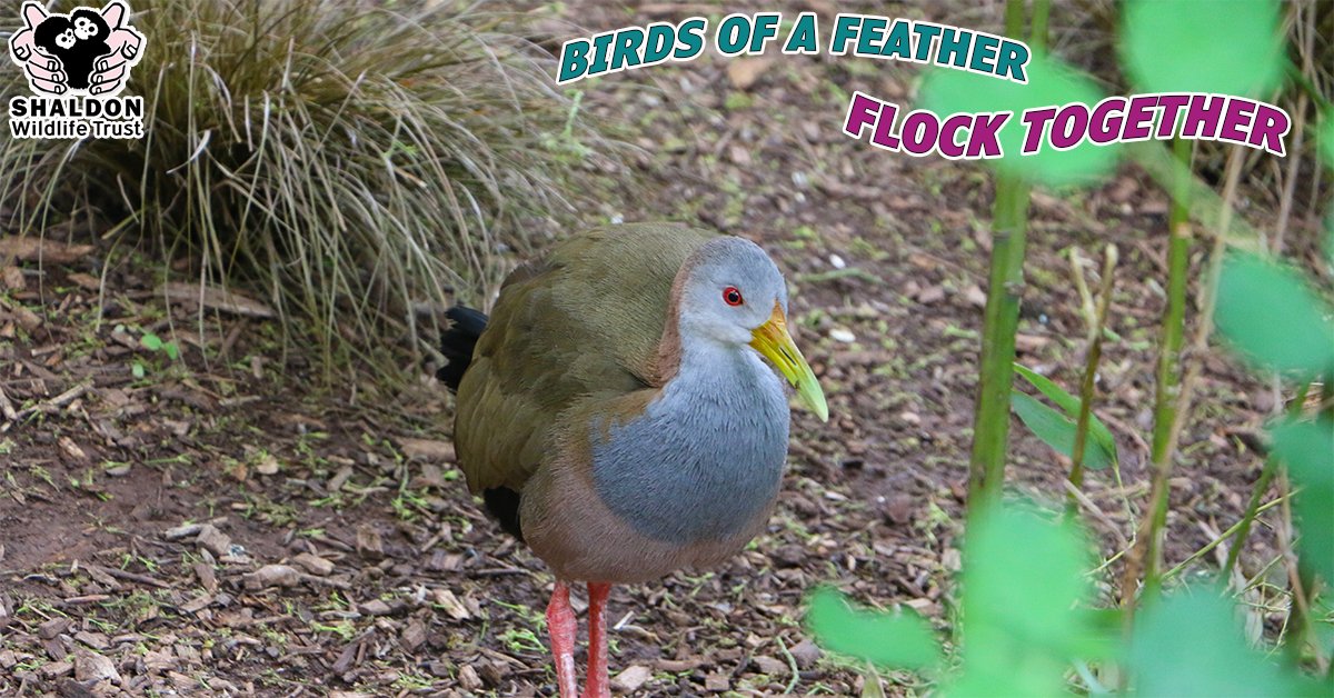 Flock down to Shaldon #Zoo this bank #holiday weekend to make it one to remember! Visit bit.ly/ShaldonZoo