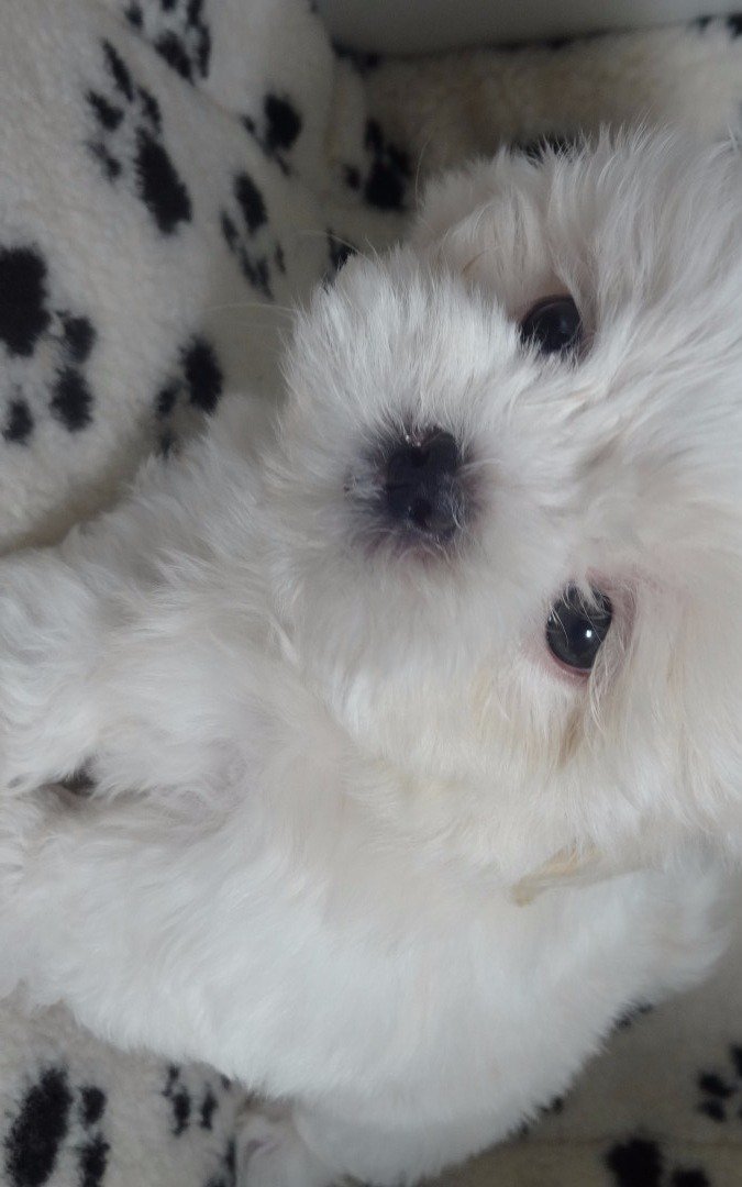 Kisey8's tweet photo. Please be strong bby Ketty 🐶😪😭 We love you so much 💓😘 https://t.co/0BGijMEAR9