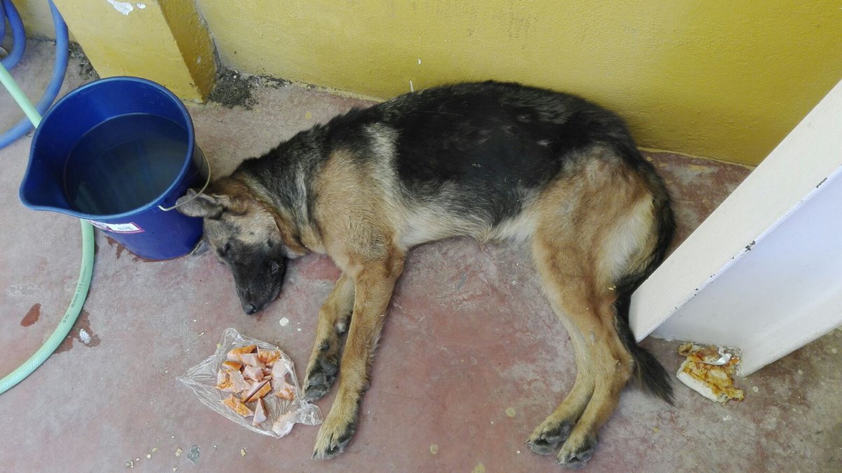 PLBailen's tweet photo. Encontramos a este #perro en la carretera un poco débil. Si se te ha perdido o quieres adoptarlo avísanos.
#Bailén https://t.co/WKNYSSnPn0