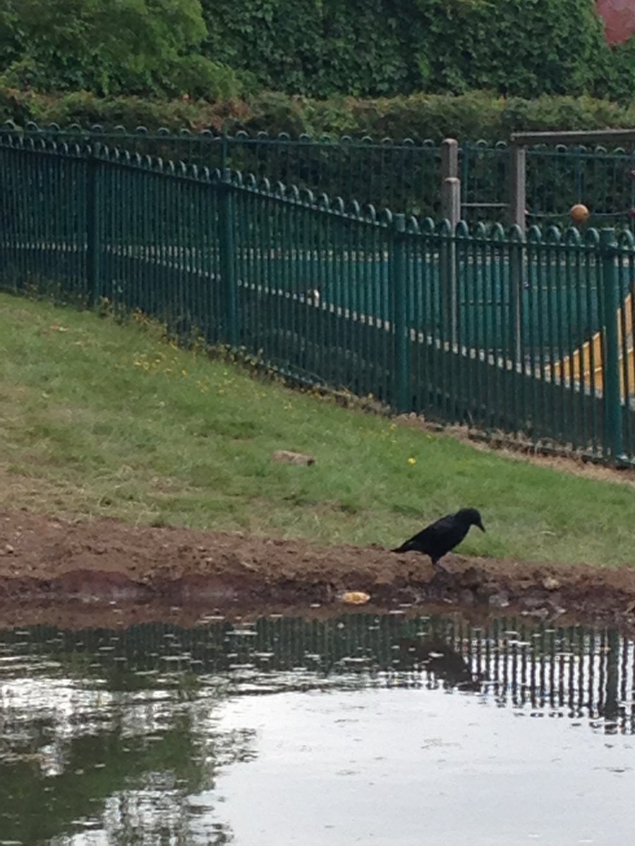 froglifers's tweet photo. First wildlife visitor to our new pond at Albert Road Recreation Ground #curiouscrow #pond https://t.co/9rXbIdzQoh https://t.co/NGlHu0hytQ