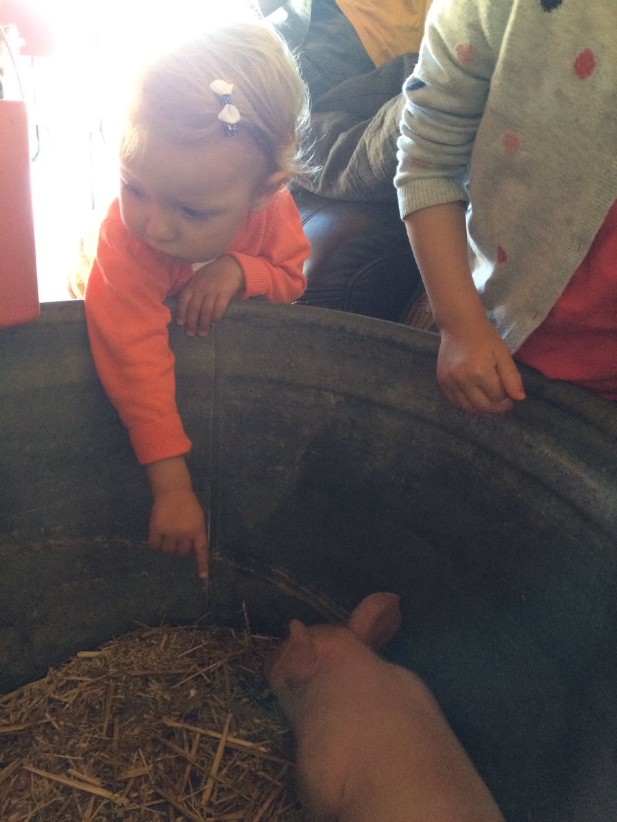 nelldewinter's tweet photo. Biggetjes aaien @hoftermotte #nell https://t.co/cSvyFH6bo0