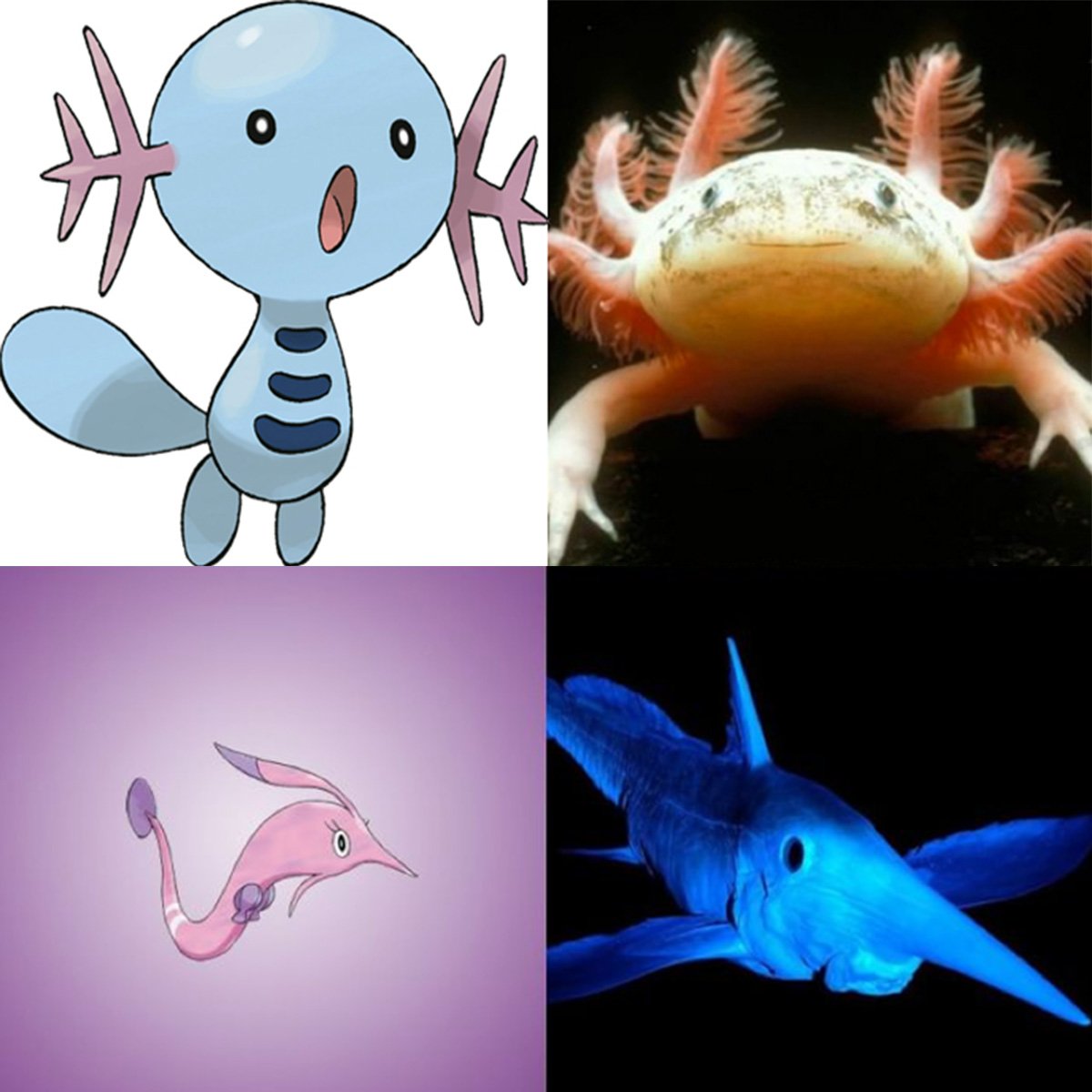 Museeoceanographique على تويتر Des Pokemons D Eau Qui Existent Vraiment Axoloto Axolotl Et Rosabyss Requin Lutin Pokemon Especesmarines
