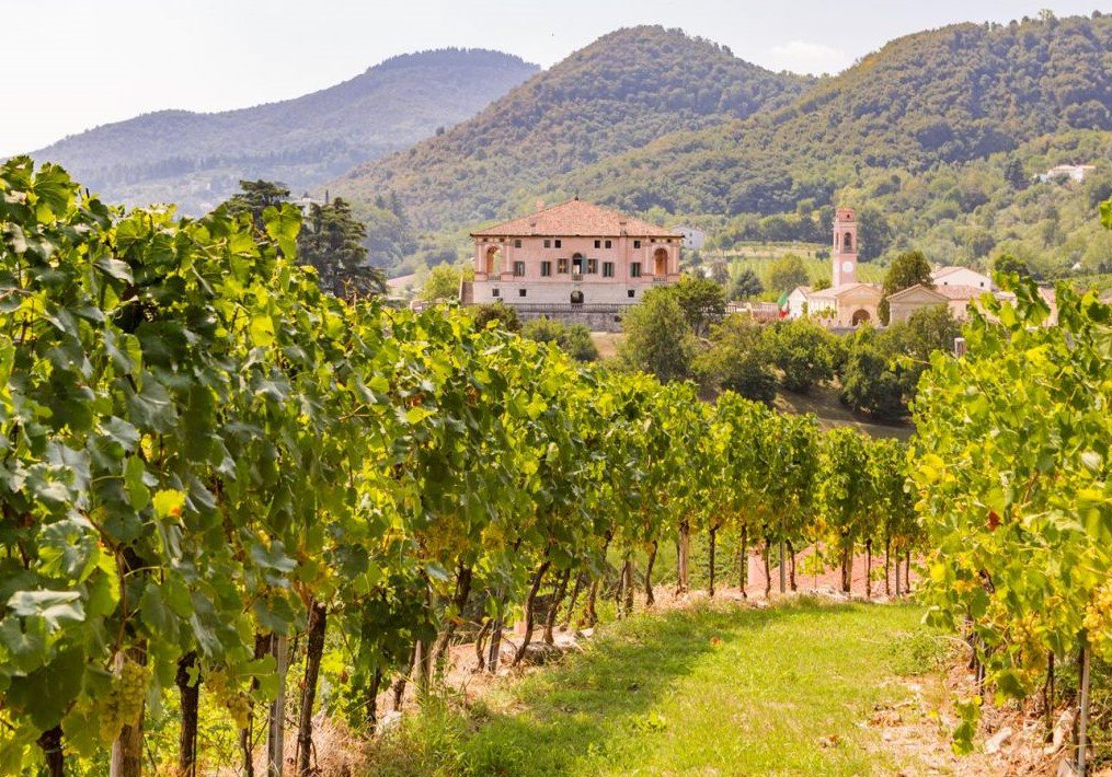 3 settembre <a href="/maeliwine/">Maeliwine</a> | Ciclo #passeggiate "Andar per Viti e Ulivi" <a href="/stradadelvinoce/">Strada Colli Euganei</a> 
Info stradadelvinocollieuganei.it/passeggiate-vi…