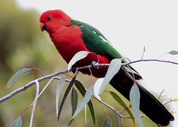 lawbrand's tweet image. #KingParrot #Merricks #Vic #wildbirds