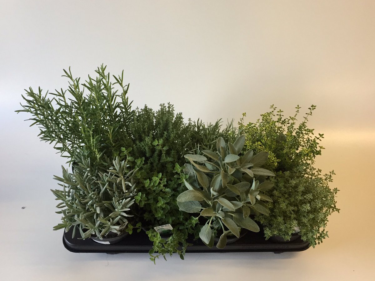 GCollectP's tweet image. Morgen klok Aalsmeer @FloraHolland tuinkruiden 14 cm Ook verkrijgbaar @floramondo. @FloraXchange @FH_PlantConnect