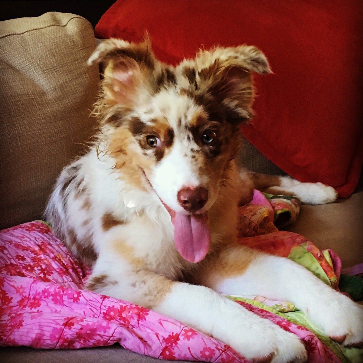 CorgiTrouble's tweet image. Finn