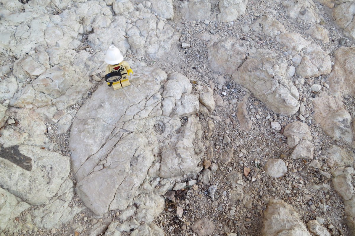 Geoloxa's tweet image. buscando ammonites en la calle #geología #paleontología @Paleourbana #urbanfossil #geology #paleontology
