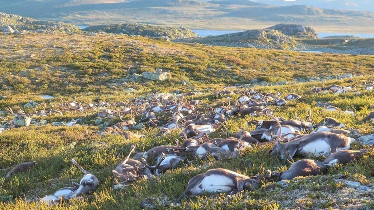 #Lightning strike kills more than 300 reindeer bit.ly/2bwwa4K?utm_me… https://t.co/NJ3TkepepO