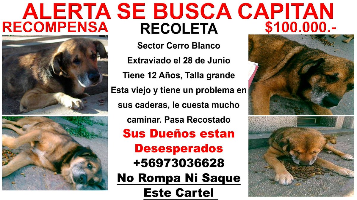 VIEJO DISCAPACITADO PATAS TRASERAS TULLIDAS RECOLETA INDEPENDENCIA SE BUSCA <a href="/PerrosPerdidos/">PerrosPerdidos</a> <a href="/MascotaCl/">Mascotas Perdidas</a> <a href="/guaufymiau/">Mascotas Perdidas</a>