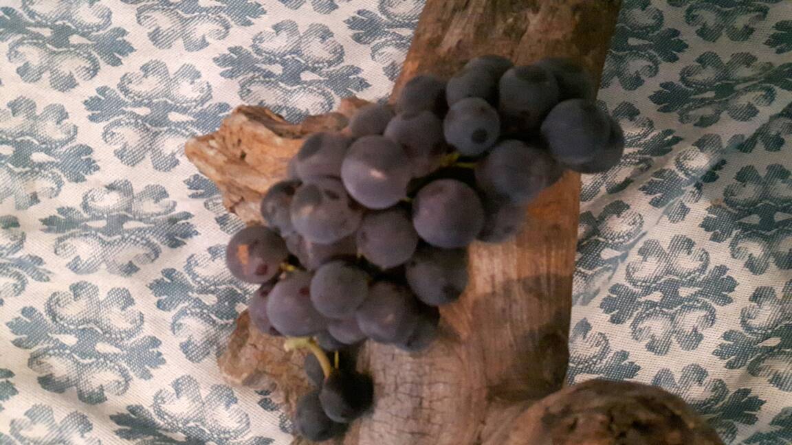 This week:
Hillhurst Sunnyside: Wednesday 3-7pm &amp; Saturday 9:30am-1:30pm
AND
Bridgeland: Thursday 3:30-7:30pm