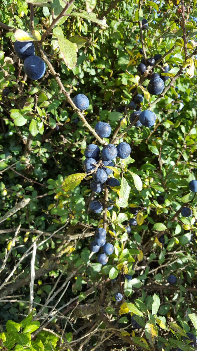 FurzeyRetriever's tweet photo. #Deconstructed #Mine #Sloe #FirstFrost #Gin #Booze #DIY #Cheers #Yamas #BottomsUp #FurzeHill #FalseLocation #HaHa https://t.co/725jaudSky