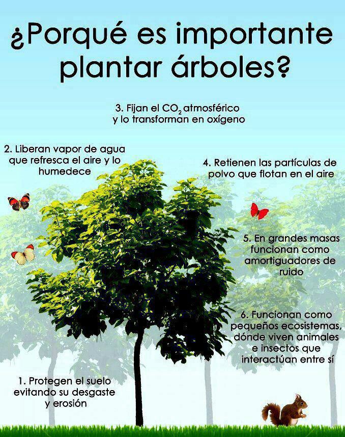 CasaRioNegro's tweet photo. Hoy es el #DiaDelArbol ! Por eso, les dejamos los motivos por los que es bueno cuidar de ellos #ConcienciaRíoNegro https://t.co/Y0qQTNJYfh