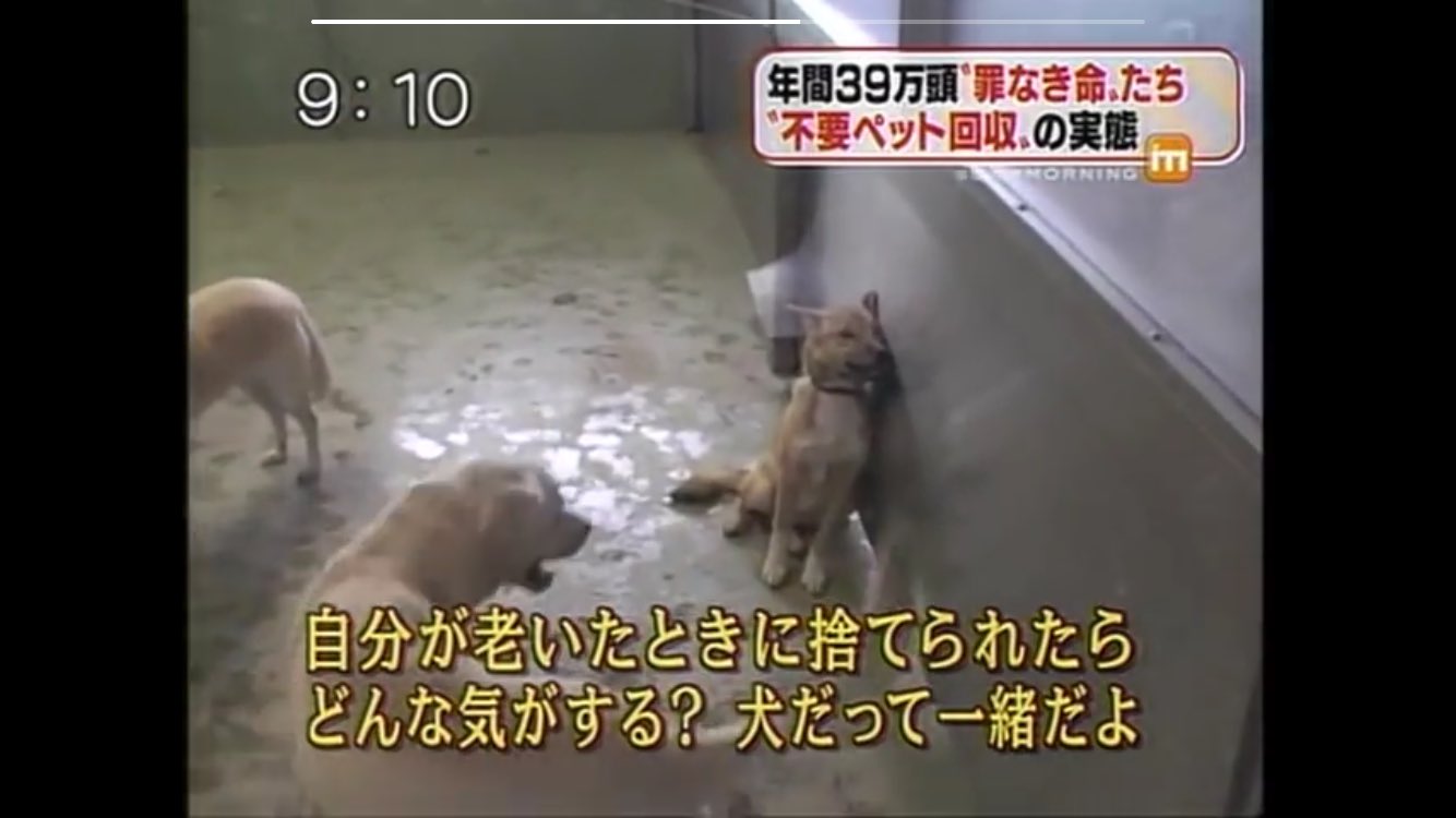 汐莉 犬とかネコを飼ってた人がどうして殺処分されるってわかってて預けられるのか不思議でしょうがない 人も犬も同じ命なのに 壁でガス室に追い詰められて泣きながら死んでいくんよ いつか殺処分て 汐莉 犬とかネコを飼ってた人がどうして殺処分されるってわかってて預けられるのか不思議でしょうがない 人も犬も同じ命なのに 壁でガス室に追い詰められて泣きながら死んでいくんよ いつか殺処分て