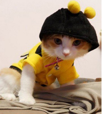euamoosgatos's tweet photo. @PetFansApp 
@PandaGodinho 
https://t.co/UPmffBE0S2 https://t.co/VaejIJD4ix