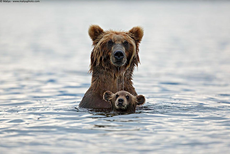 LRRadventure's tweet photo. The envy of all nature lovers is the guy behind this lens. #photography #nature #bears #travel #adventure https://t.co/zIzXJhPxnW