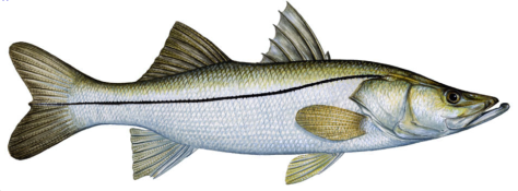 MartinTaxColl's tweet image. Limited harvest for #snook, a premier #Florida fish, starts Sept. 1 statewide: content.govdelivery.com/accounts/FLFFW…
#fishing