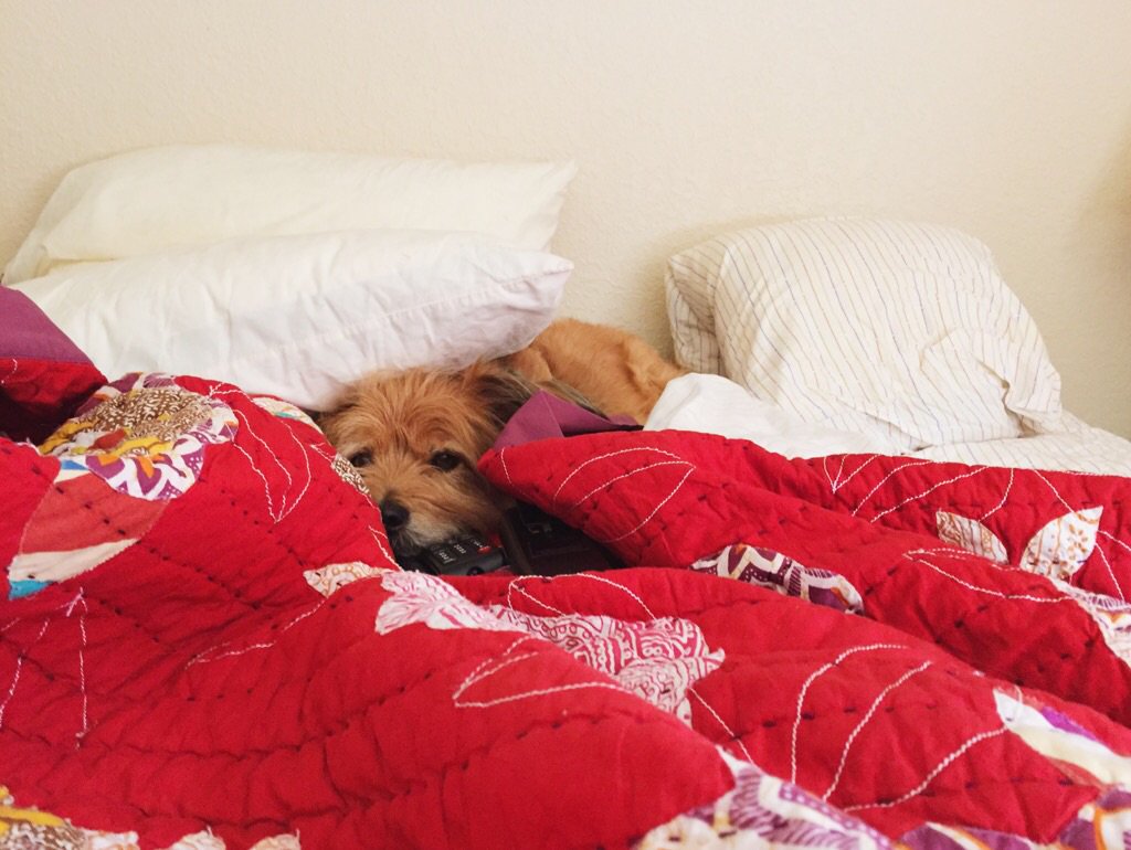 AllyEgge's tweet photo. Mondays are ruff! Buckwheat says, "Let's stay in bed and watch all the TVs". #mondays #lifewithdog https://t.co/dVCD1DZZkS
