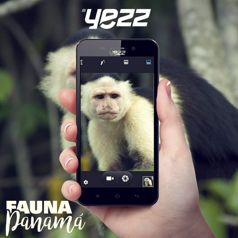 El mono Tití se está en peligro de extinción y en Panamá nos encargamos de protegerlo  hasta con el último recurso.