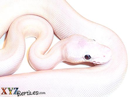 XYZReptiles's tweet image. #LeucisticBallPython ow.ly/EmM7303HpIG #xyzReptiles #ballpython #snakes #BEL #blueyedlucy #whitesnake #pets