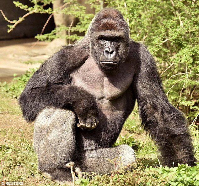HarambePic's tweet photo. https://t.co/ERqtl2cXev