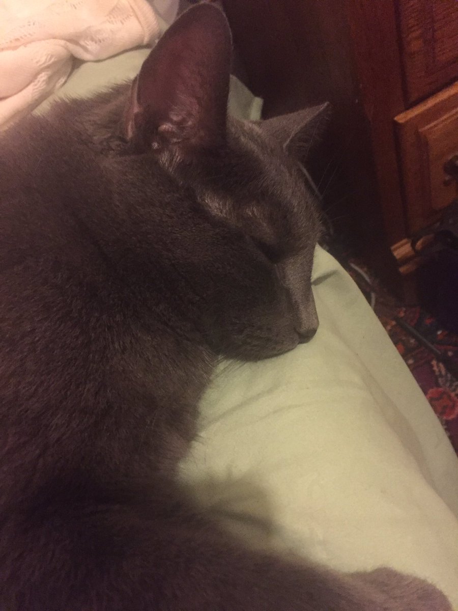 KateRathman's tweet image. Soft kitty, warm kitty, little ball of fur; happy kitty, sleepy kitty, purr purr purr #russianblue
