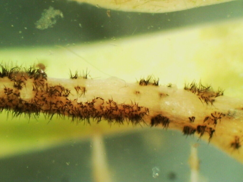 Some anthracnose for the second installment of #MicrographMonday