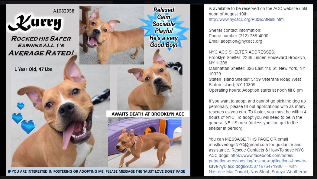 animal shelter on linden boulevard in brooklyn