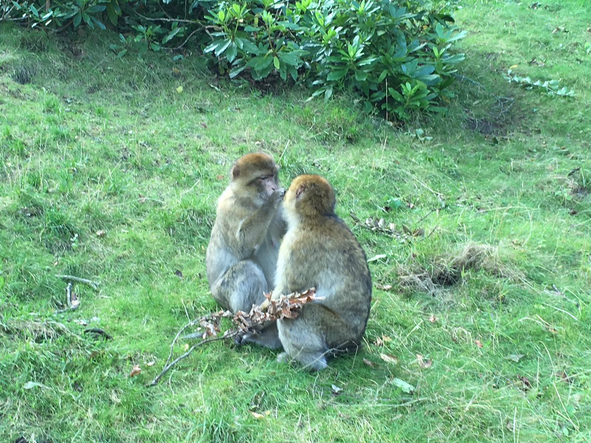 bexbistle's tweet photo. Had a lovely trip to @Monkey_Forest thought I'd share a few pics - Amazing day out https://t.co/PRKK1TBY2S