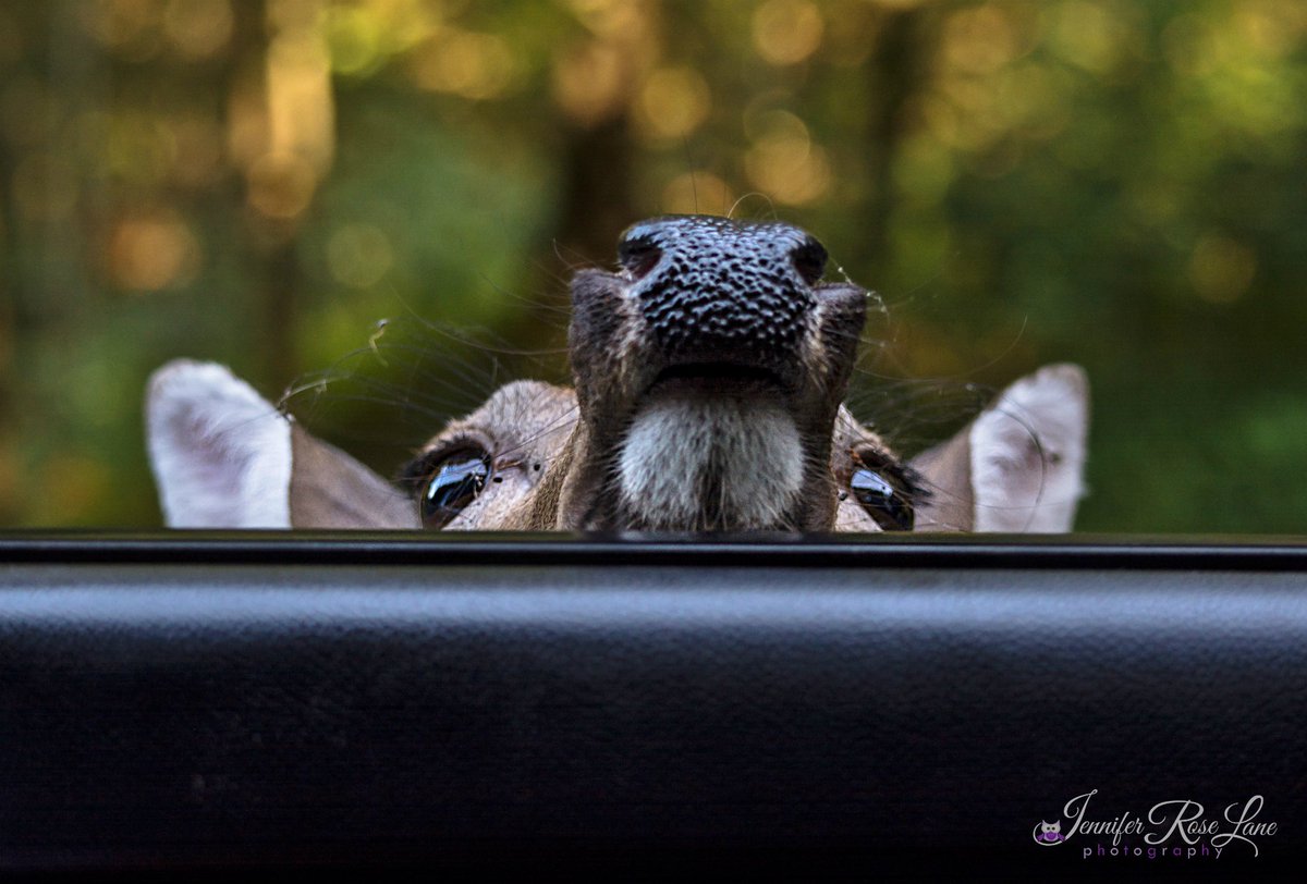 😂 She knew we had some food in the truck. Her nose told her so..LOL! #Deer #FemaleDeer #HungryDeer #Animals #Nature