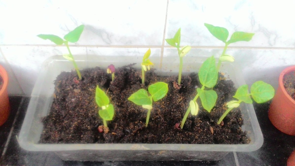 cruskan's tweet photo. Kacang panjang merah dr @bwangiberkebun sdh pd sprout., tinggal bingung mau pindahin kemana., lah ga punya lahan.,:D https://t.co/tWk4bzehYk